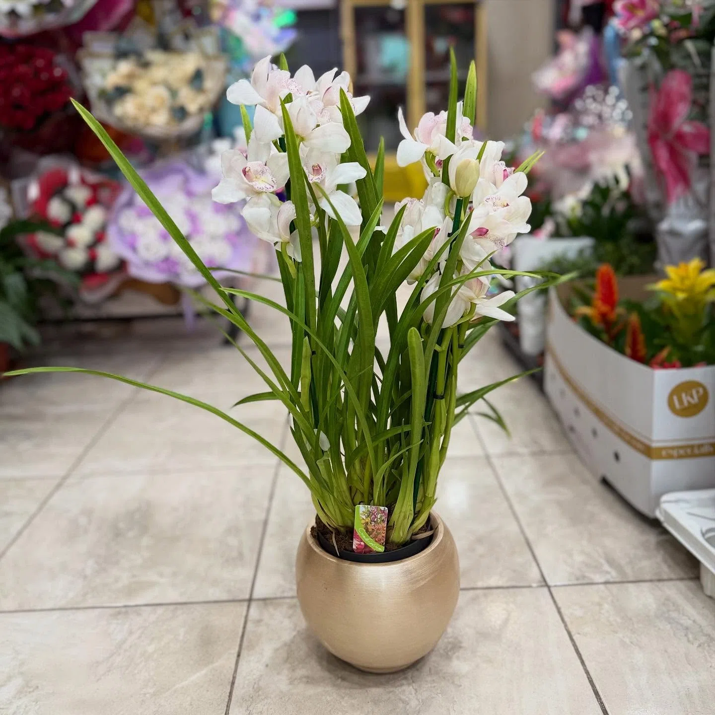 İnci Zarafeti – Beyaz Çiçekli Cymbidium Orkide Tasarımı