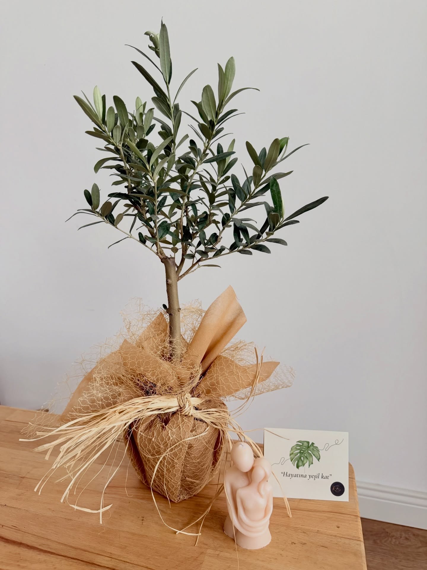 Saksıda Zeytin Ağacı – Doğal Hasır Ambalajlı