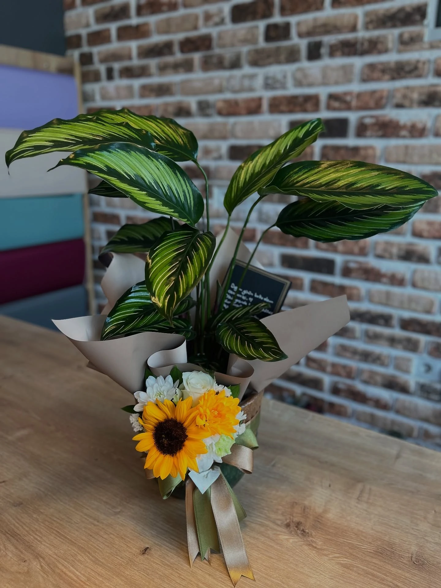 Saksıda Kalatea (Calathea)