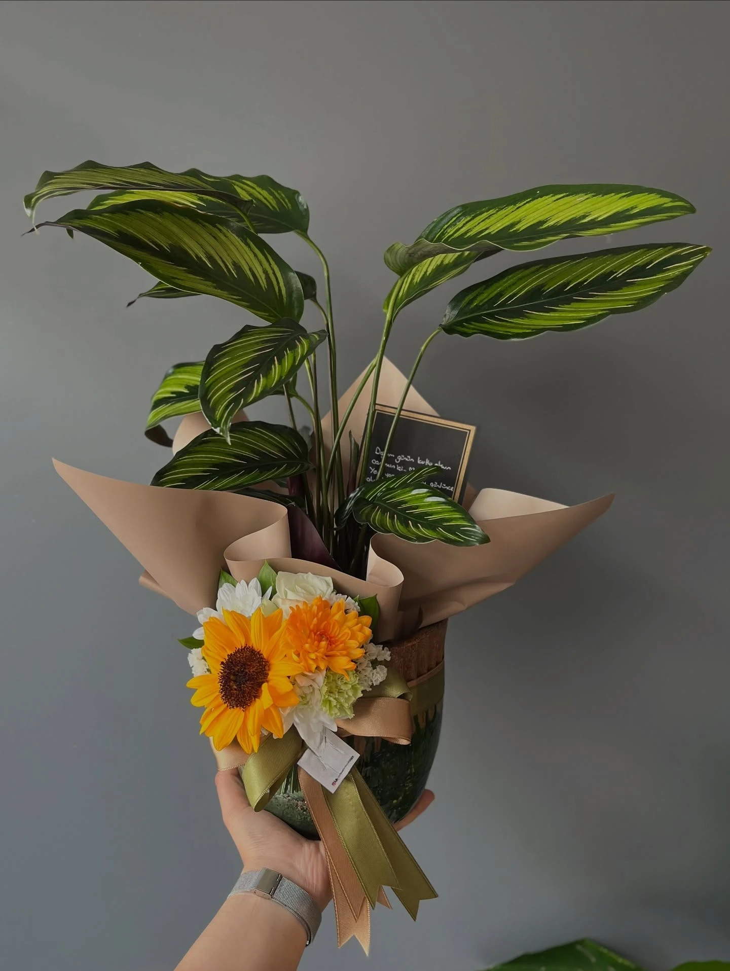 Saksıda Kalatea (Calathea)