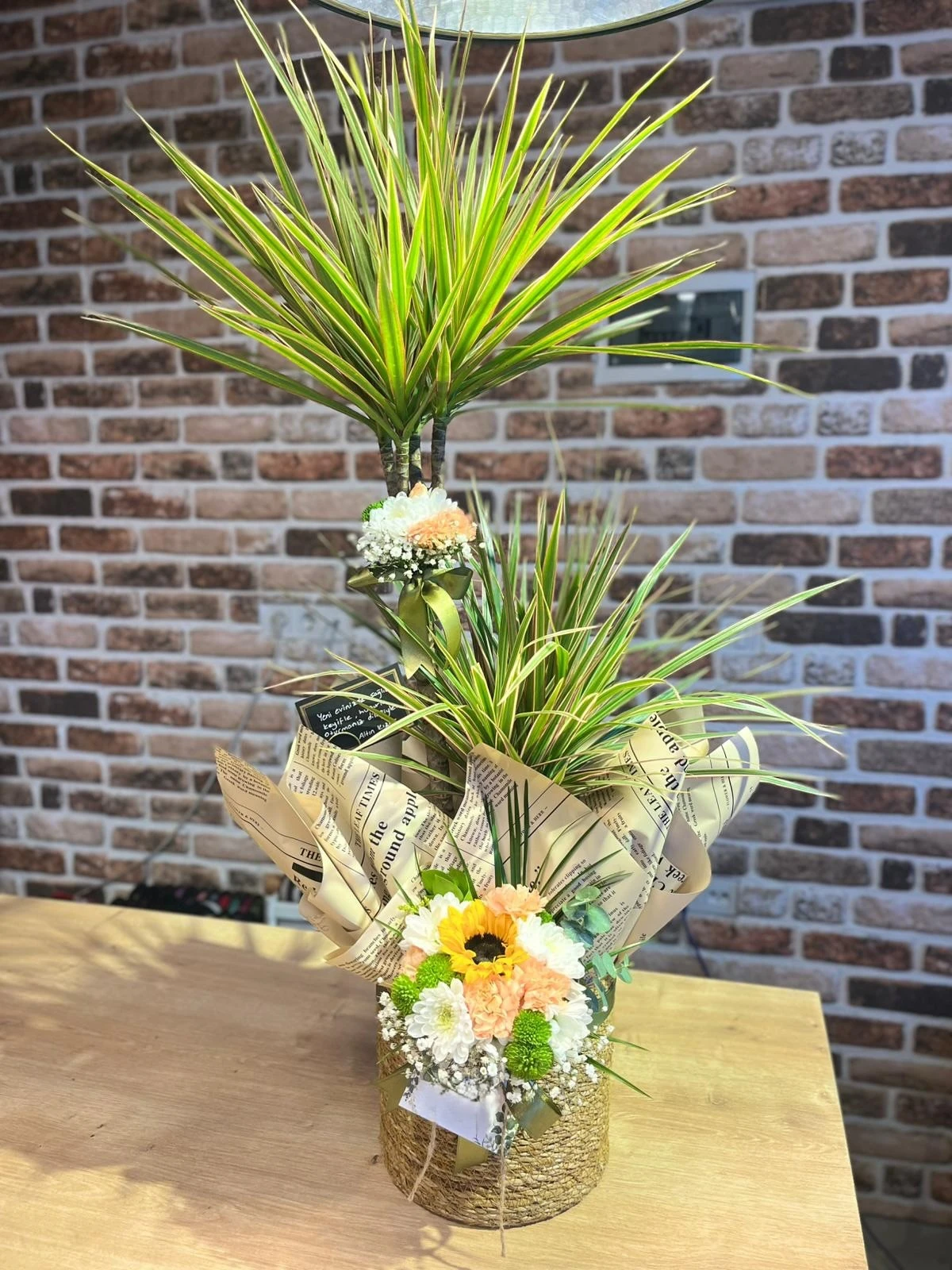 2 Katlı Marginata (Dracaena Marginata)