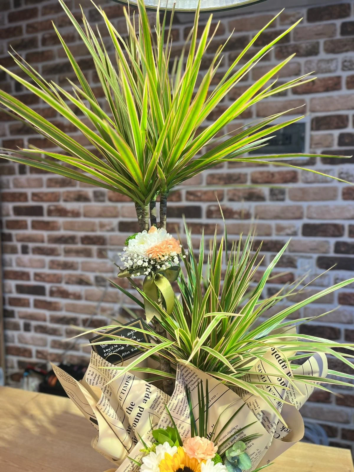 2 Katlı Marginata (Dracaena Marginata)