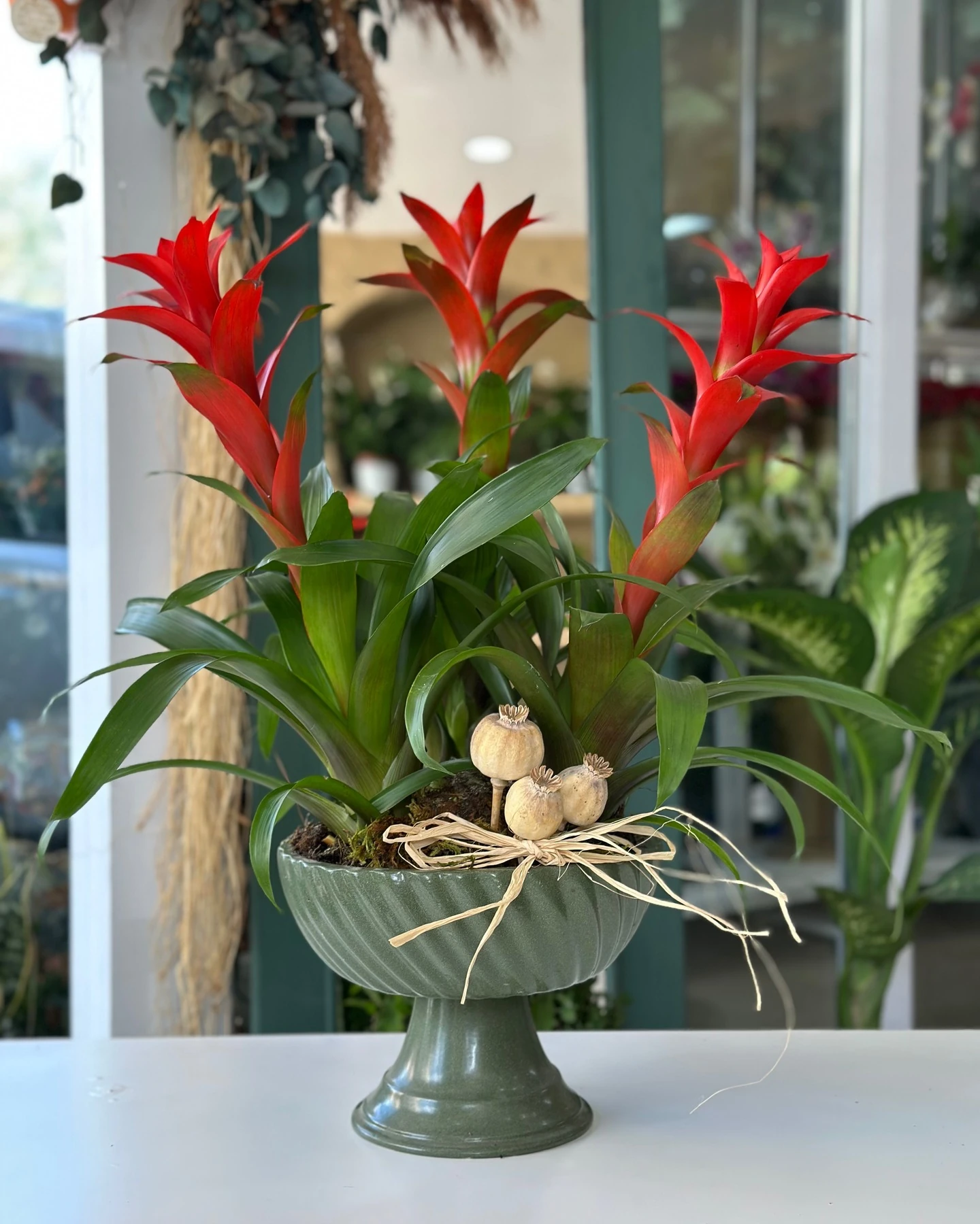 Kırmızı Çiçekli Guzmanya (Guzmania) Saksıda