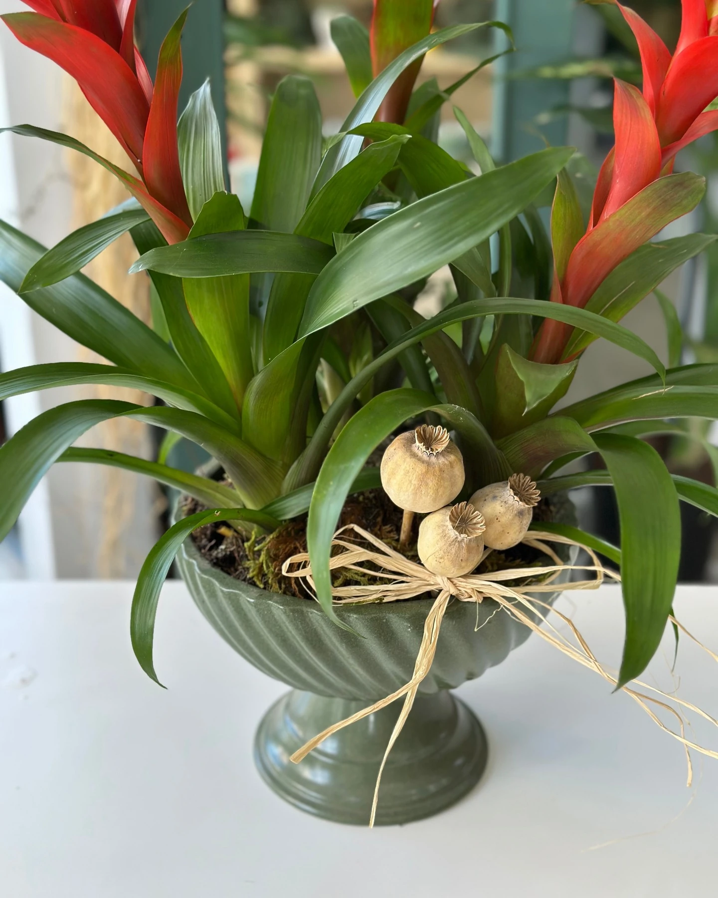Kırmızı Çiçekli Guzmanya (Guzmania) Saksıda
