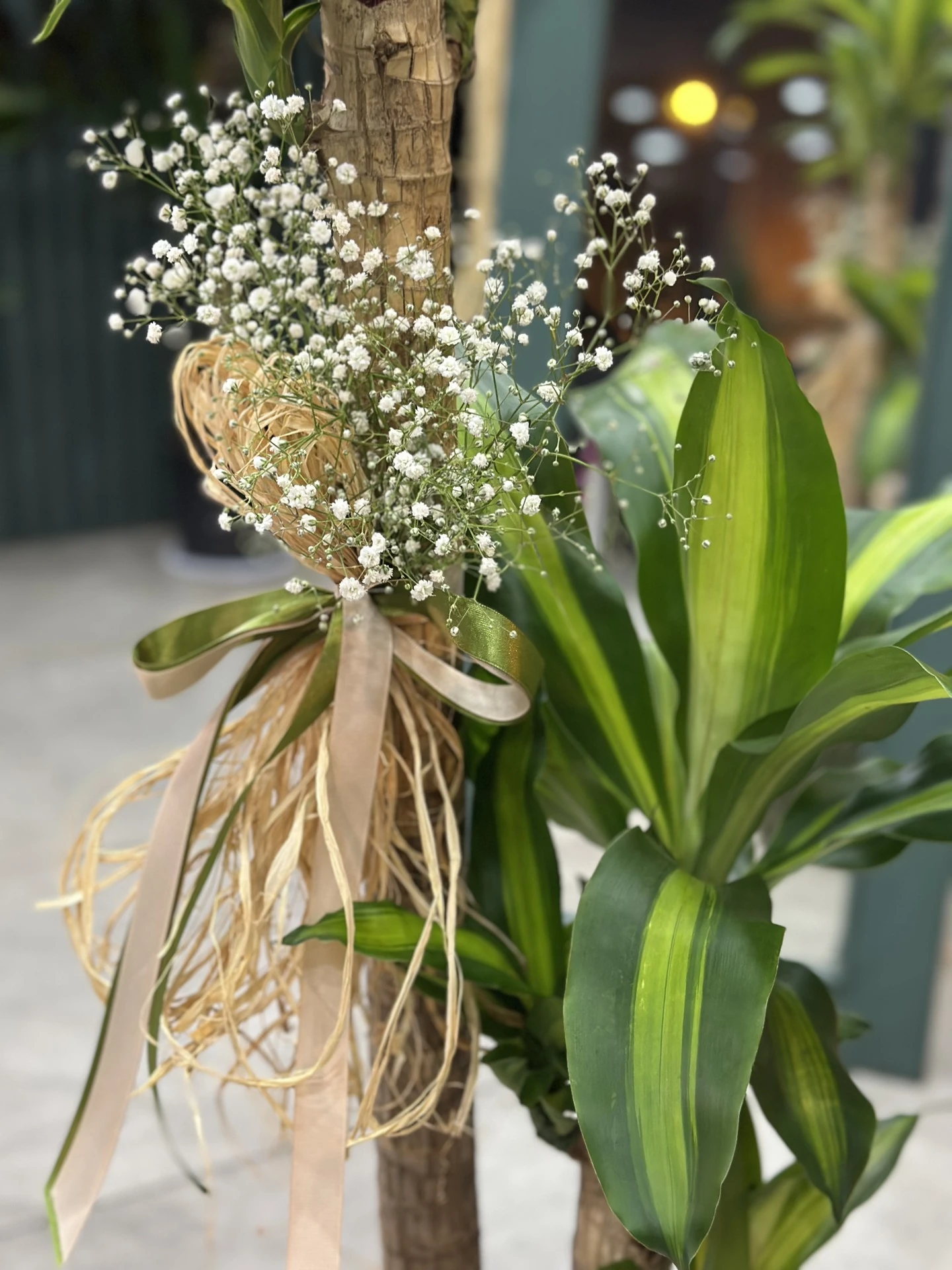 2 Gövdeli Dracaena Massangeana