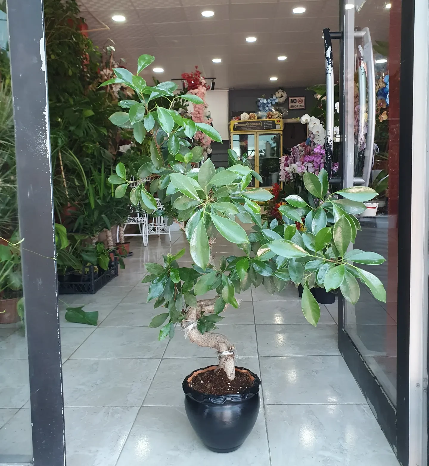 Bonsai Formlu Benjamin (Ficus Benjamina)