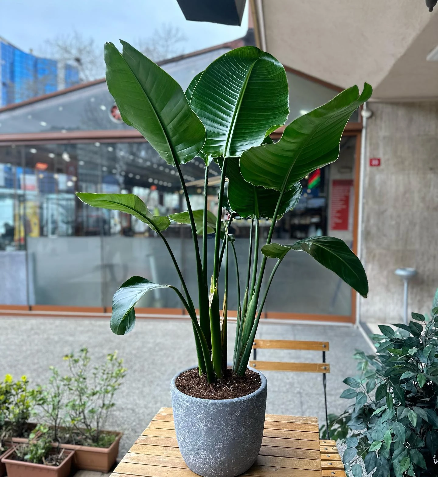 Strelitzia Nicolai Saksıda Salon Bitkisi
