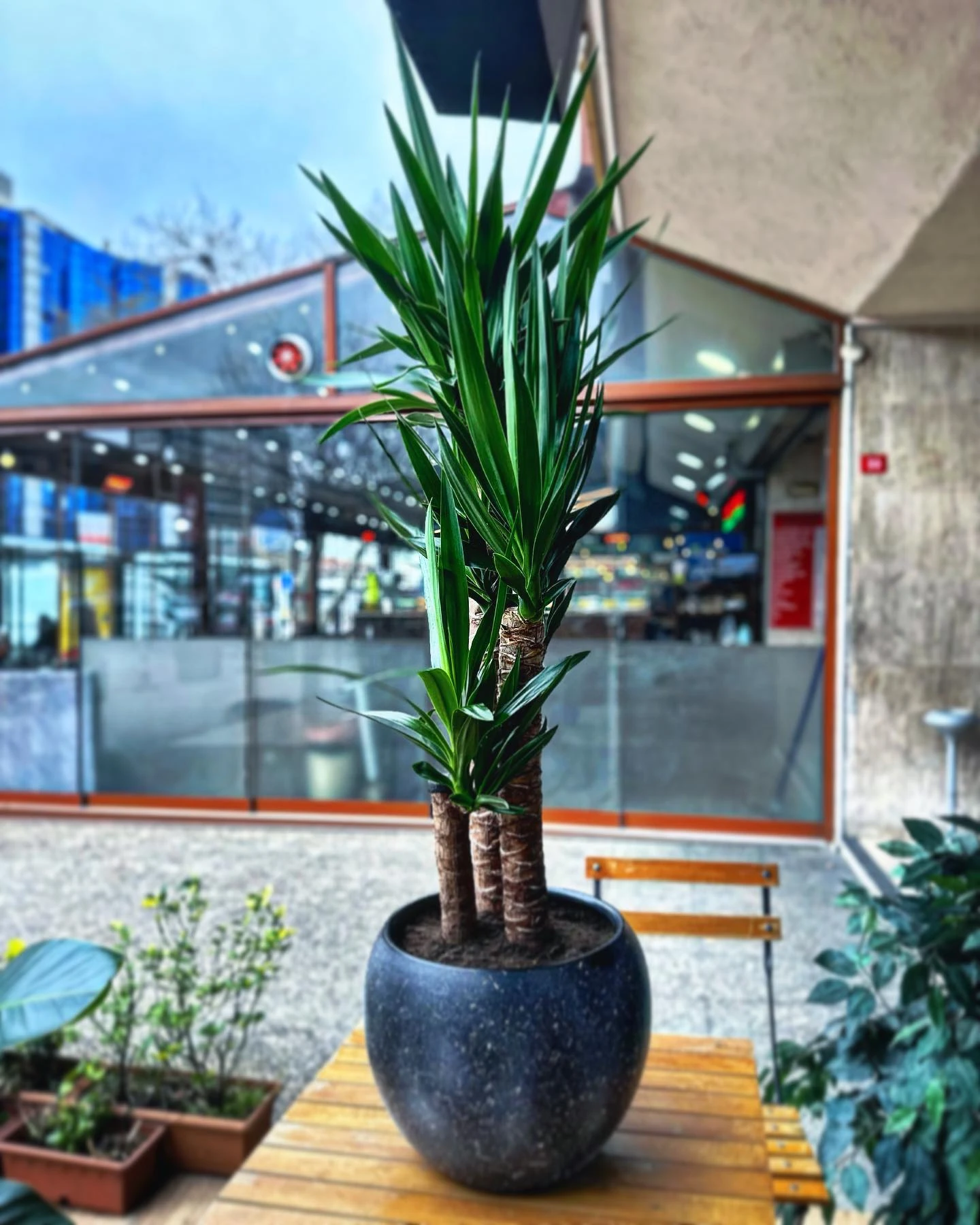 Yucca (Yuka) Bitkisi – 3 Gövdeli Salon Bitkisi