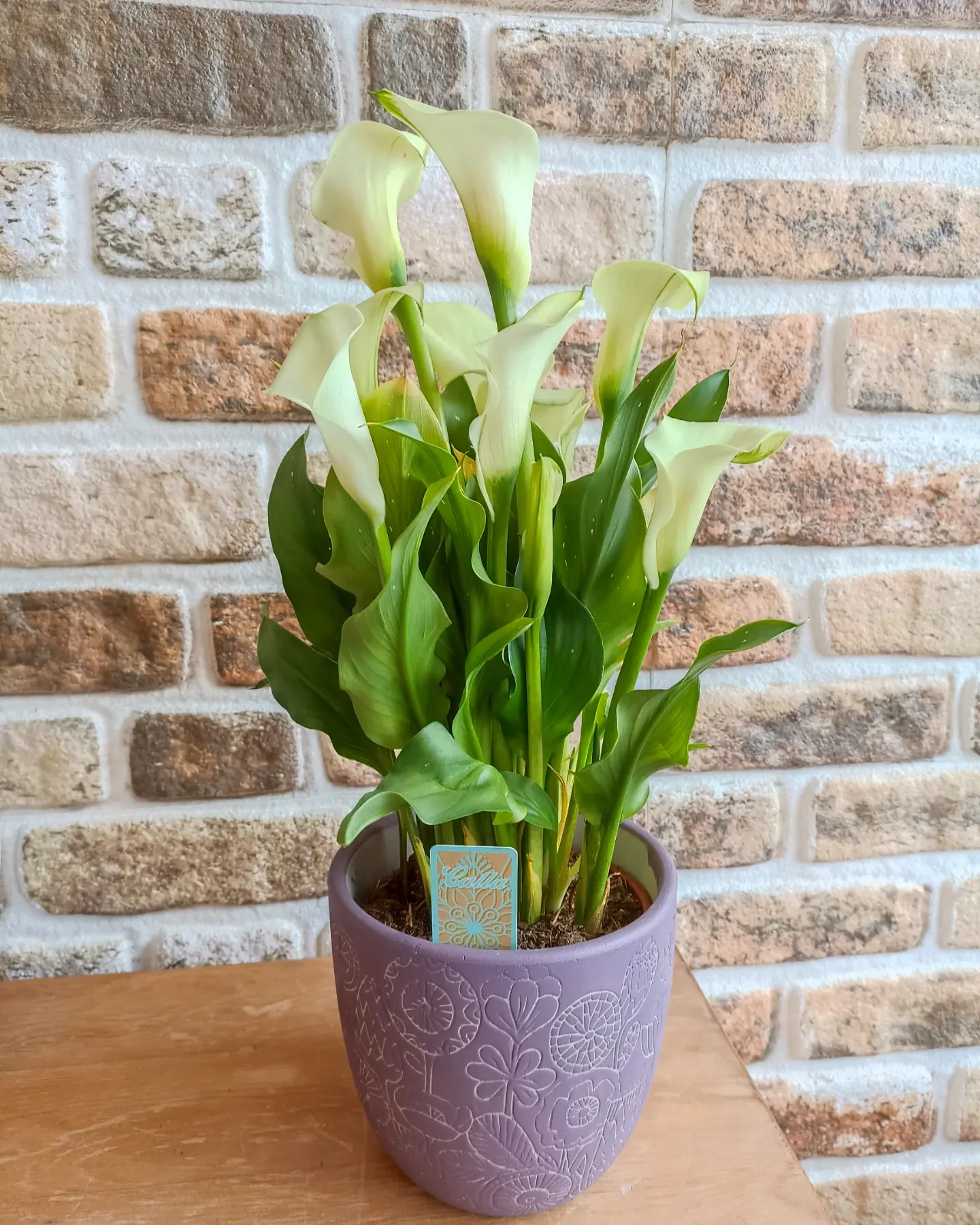 Beyaz Kala (Calla Lily) Saksı Çiçeği