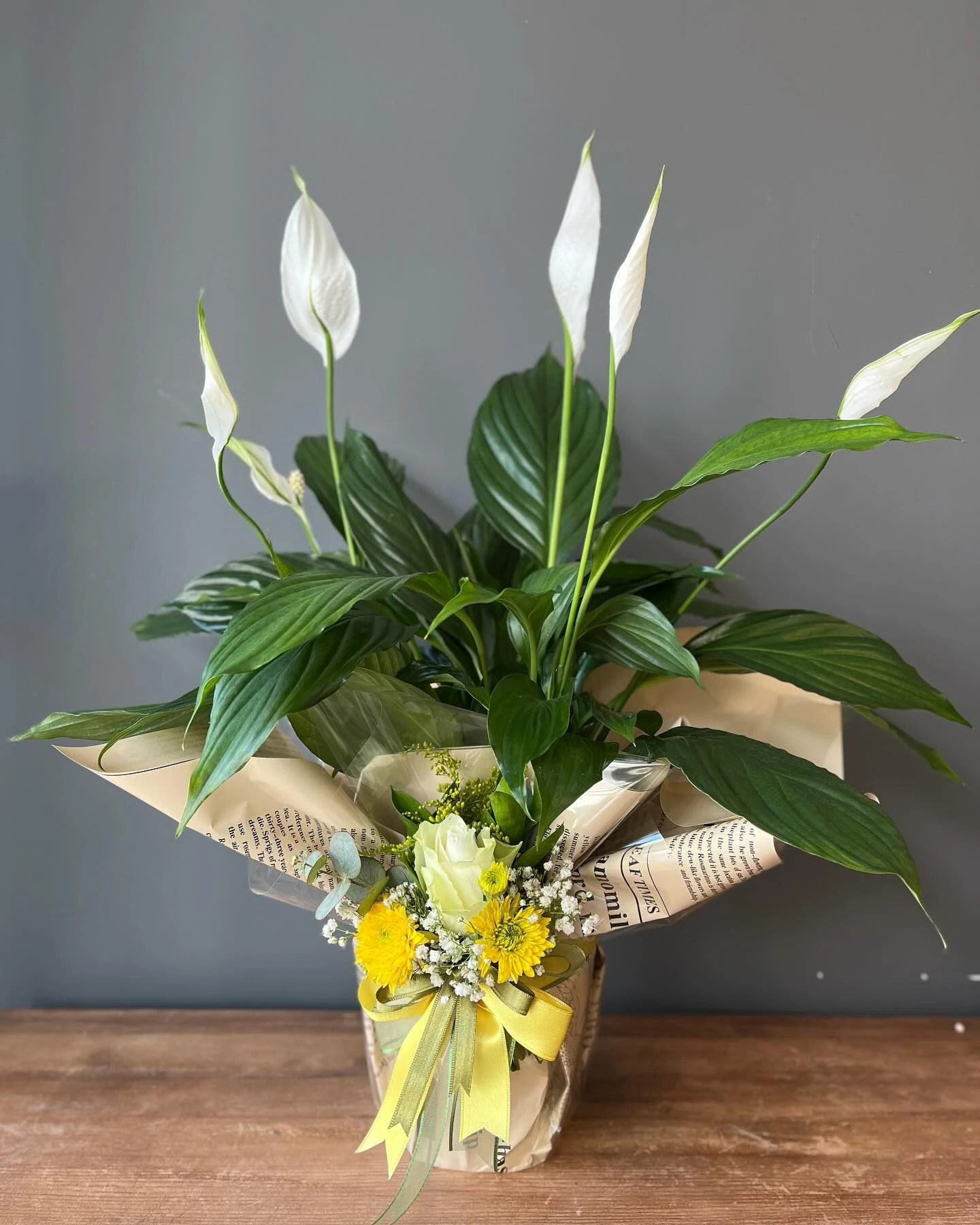 Beyaz Barış Çiçeği (Spathiphyllum) L Saksıda