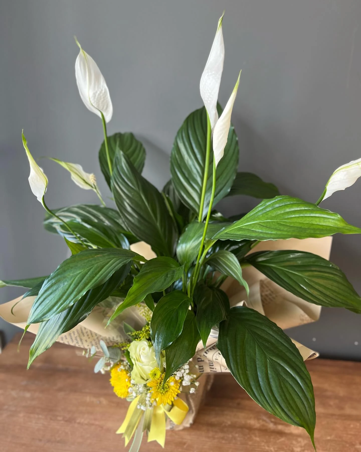 Beyaz Barış Çiçeği (Spathiphyllum) L Saksıda